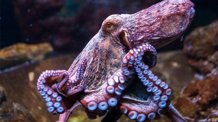 "Cerveau des mers" : cet animal pourrait remplacer les humains comme espèce dominante sur Terre 6 1736203033 547 Cerveau des mers cet animal pourrait remplacer les humains