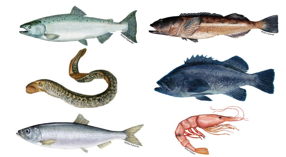 Les espèces d'intérêt commercial contaminées par des microplastiques et d'autres particules anthropiques impliquées dans l'étude. Crédit : NOAA Fisheries, Oregon Department of Fish & Wildlife, North Carolina Wildlife Resource Commission