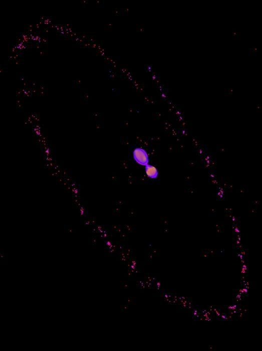 La nouvelle théorie révèle comment Pluton a acquis sa gigantesque lune Charon 3 Pluton et Caron liés après l'impact du "baiser et capture". Crédit : Université de l'Arizona, Robert Melikyan, Adeene Denton