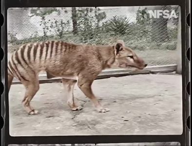 Qu'est-ce que la dé-extinction et pourquoi nous rapprochons-nous de "ressusciter" le mammouth laineux, le dodo et le thylacine ? 4 Miniature vidéo