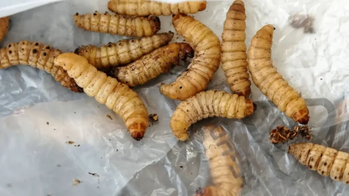 Enquête : des vers capables de manger du plastique aggravent finalement le problème 3 Image de vers capables de manger du plastique