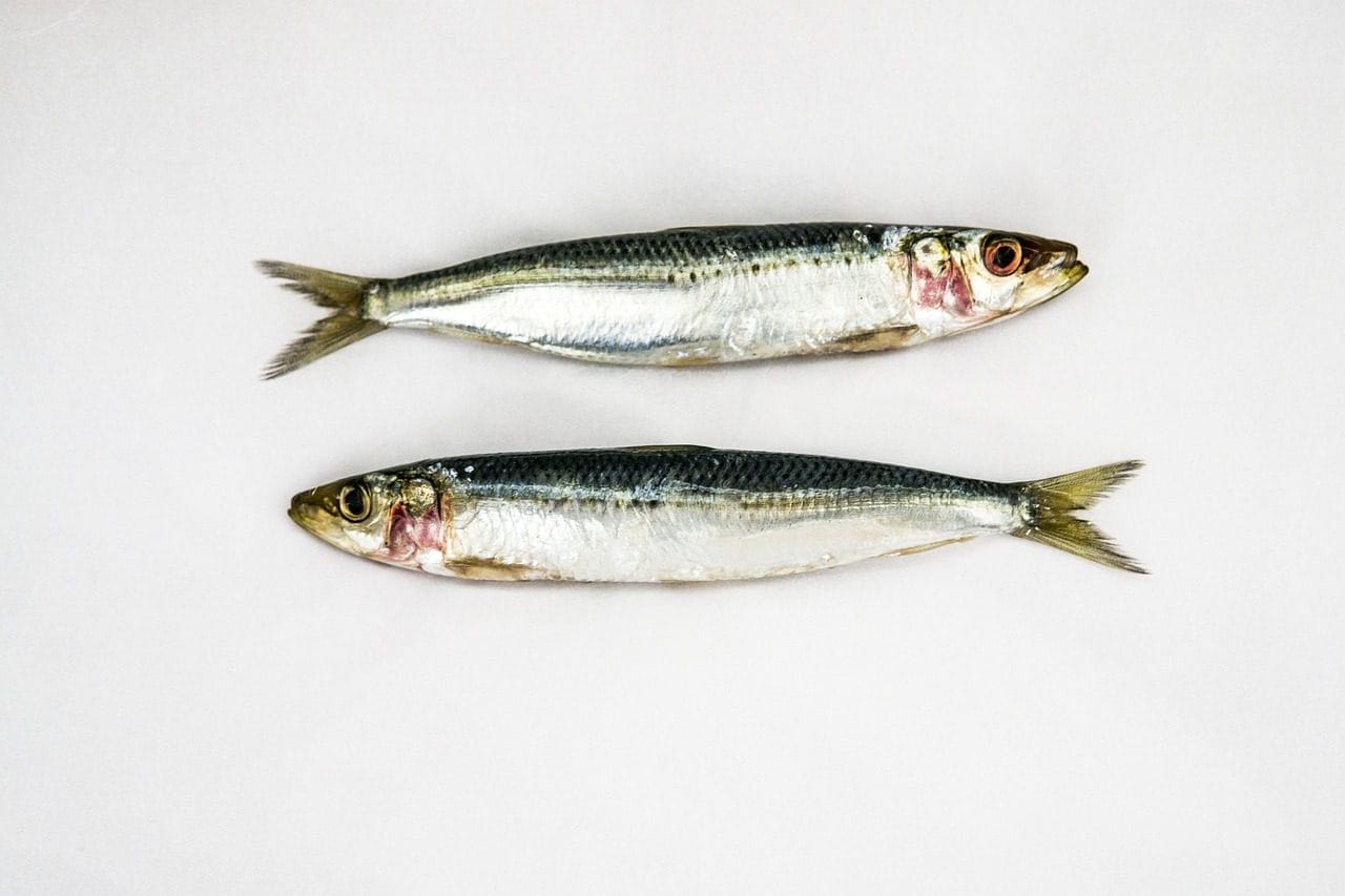 Pourquoi de nombreux poissons et autres animaux ont-ils un ventre clair et un dos sombre : le secret du camouflage 3 Image