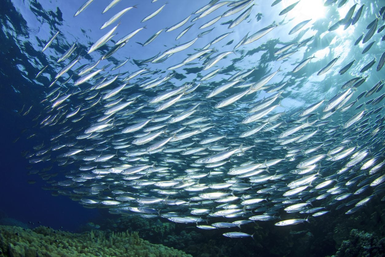 Pourquoi de nombreux poissons et autres animaux ont-ils un ventre clair et un dos sombre : le secret du camouflage 4 Image