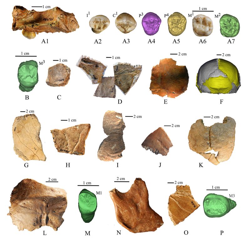 Le mystère de l'Homo juluensis, l'hominidé au "crâne énorme" qui pourrait réécrire l'histoire de l'humanité 3 Les 21 fossiles récupérés sur le site de Xujiayao, en Chine, et la reconstruction numérique du crâne d'un Homo juluensis / Crédits : PaleoAnthropology 2024