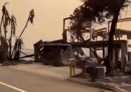 Animaux sauvages tués par les incendies à Los Angeles : des espèces menacées en danger 102 Vidéo miniature