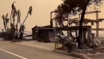 Animaux sauvages tués par les incendies à Los Angeles : des espèces menacées en danger 21 Vidéo miniature