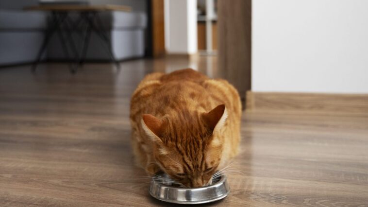 Attention : les chats domestiques aussi exposés à la grippe aviaire : quels aliments peuvent les contaminer ? 1 Immagine