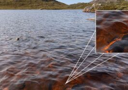 Au Groenland, les lacs passent du cristal au marron en moins d'un an : que se passe-t-il ? 56 Uno dei laghi della Groenlandia occidentale, nei pressi di Kangerlussuaq, diventato marrone a causa degli eventi estremi dovuti ai cambiamenti climatici / Credit: Università del Maine