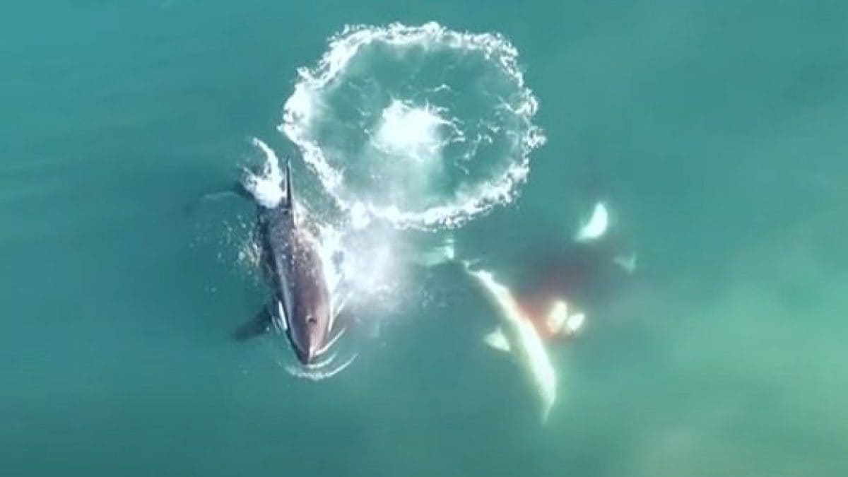 Le orche attaccano e uccidono uno squalo bianco. Credit: Sea Search Research & Conservation / screenshot youtube / https://youtu.be/aK0iqgO_inE / Christian Stopforth