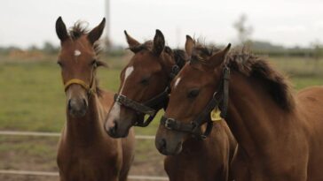 En Argentine, naissance des premiers chevaux génétiquement modifiés 3 Immagine