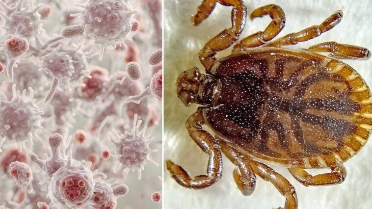 La Chine détecte un nouveau virus transmis par des tiques, provoquant des symptômes de maladie fébrile : 26 cas confirmés 1 à droite, une tique Haemaphysalis concinna qui peut transmettre le virus de Xue-Cheng (XCV), le nouveau virus découvert en Chine / Crédit : iStocK/Wikipedia
