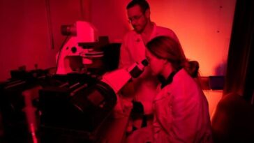 La lumière rouge diminue considérablement le risque de caillots sanguins : une thérapie innovante contre la thrombose à découvrir 22 Gli autori dello studio esposti alla luce rossa durante un esperimento. Credit: Università di Pittsburgh