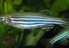 Un poisson zèbre, avec ses caractéristiques rayures horizontales. Crédit : wikipedia