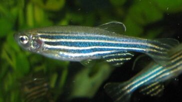 La protéine des poissons répare le cœur après une crise cardiaque : une avancée prometteuse contre les maladies cardiaques 16 Un poisson zèbre, avec ses caractéristiques rayures horizontales. Crédit : wikipedia
