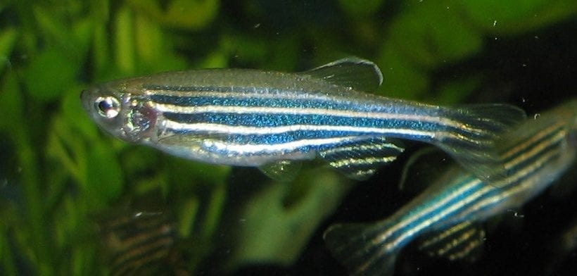 La protéine des poissons répare le cœur après une crise cardiaque : une avancée prometteuse contre les maladies cardiaques 2 Un poisson zèbre, avec ses caractéristiques rayures horizontales. Crédit : wikipedia