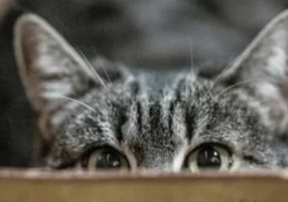 Le Chat de Schrödinger est à la fois vivant et mort !