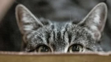 Le Chat de Schrödinger est à la fois vivant et mort ! 28 Le Chat de Schrödinger est à la fois vivant et mort !