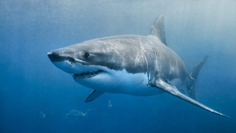 Pourquoi de nombreux poissons et autres animaux ont-ils un ventre clair et un dos sombre : le secret du camouflage 1 Image