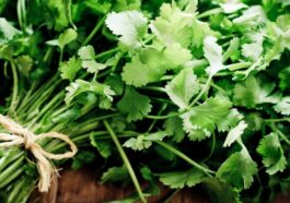 Il coriandolo ha un sapore fresco e piccante, con note agrumate simili a quelle del limone o del lime, ma una variante genetica ampiamente diffusa può rendere il suo aroma sgradevole per molte persone / Photo iStock