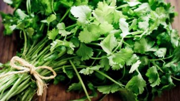 Quel goût a le coriandre et pourquoi tant de gens disent-ils qu'elle a un goût de savon ? 25 Il coriandolo ha un sapore fresco e piccante, con note agrumate simili a quelle del limone o del lime, ma una variante genetica ampiamente diffusa può rendere il suo aroma sgradevole per molte persone / Photo iStock