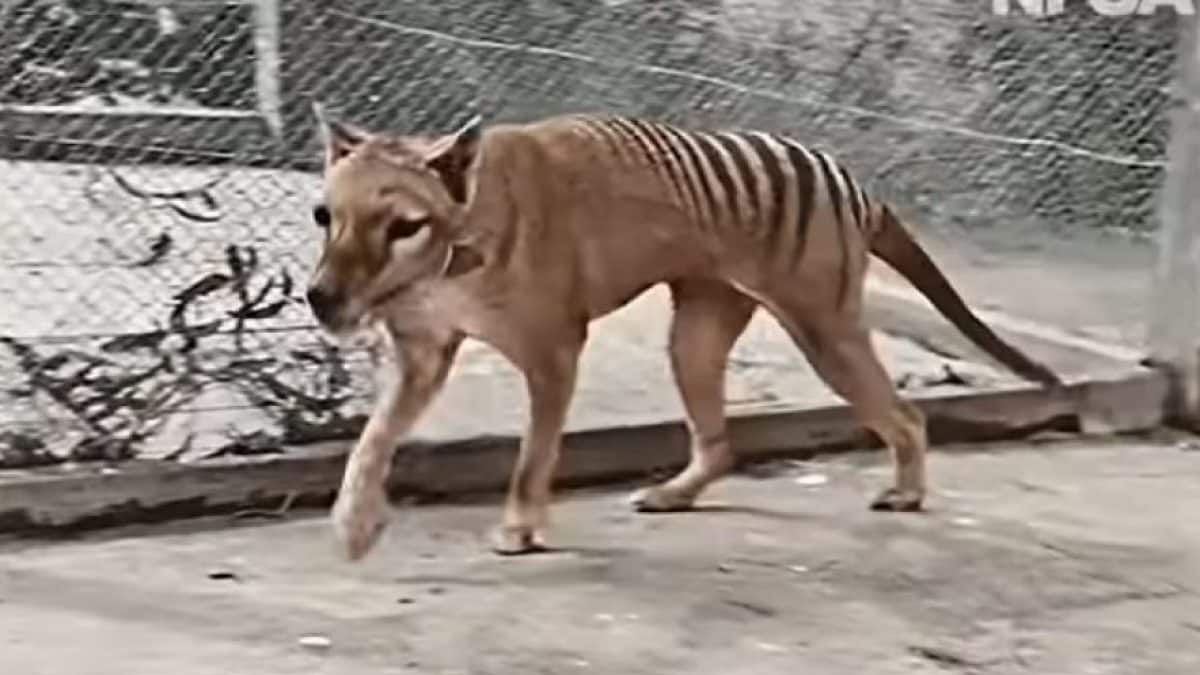 Qu'est-ce que la dé-extinction et pourquoi nous rapprochons-nous de "ressusciter" le mammouth laineux, le dodo et le thylacine ? 2 L'exemplaire de tilacino Benjamin. Crédit : NSFA