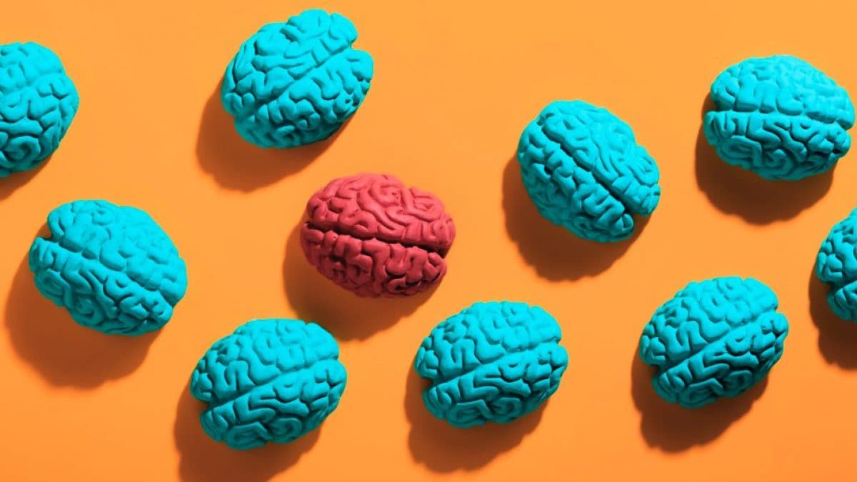 Tous fous de l'ADHD, le psychiatre : "Que faire si vous pensez être neurodivergent" 2 Image