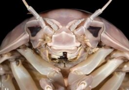 Le crustacé isopode Bathynomus vaderi. Crédit : Nguyen Thanh Son