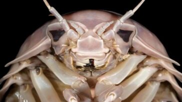 Un énorme "insecte des profondeurs" découvert dans les abîmes du Vietnam : on l'a surnommé comme Darth Vader 6 Le crustacé isopode Bathynomus vaderi. Crédit : Nguyen Thanh Son