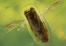 Un petit animal atteint 99,2 décibels en utilisant son pénis comme instrument
