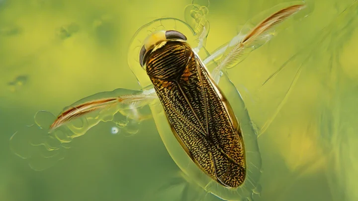 Un petit animal atteint 99,2 décibels en utilisant son pénis comme instrument 2 Un petit animal atteint 992 decibels en utilisant son penis.webp