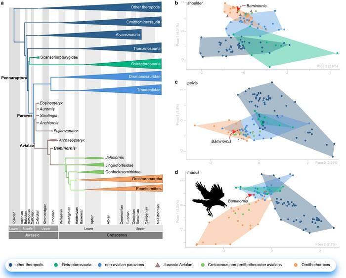 Fossile extraordinaire du Jurassique révèle l'origine des oiseaux des dinosaures : "Une découverte révolutionnaire" 3 Crédit : WANG Min
