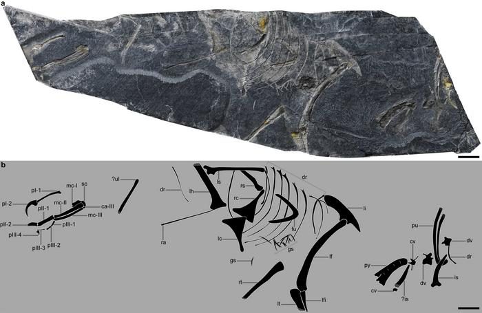 Fossile extraordinaire du Jurassique révèle l'origine des oiseaux des dinosaures : "Une découverte révolutionnaire" 6 Crédit : WANG Min