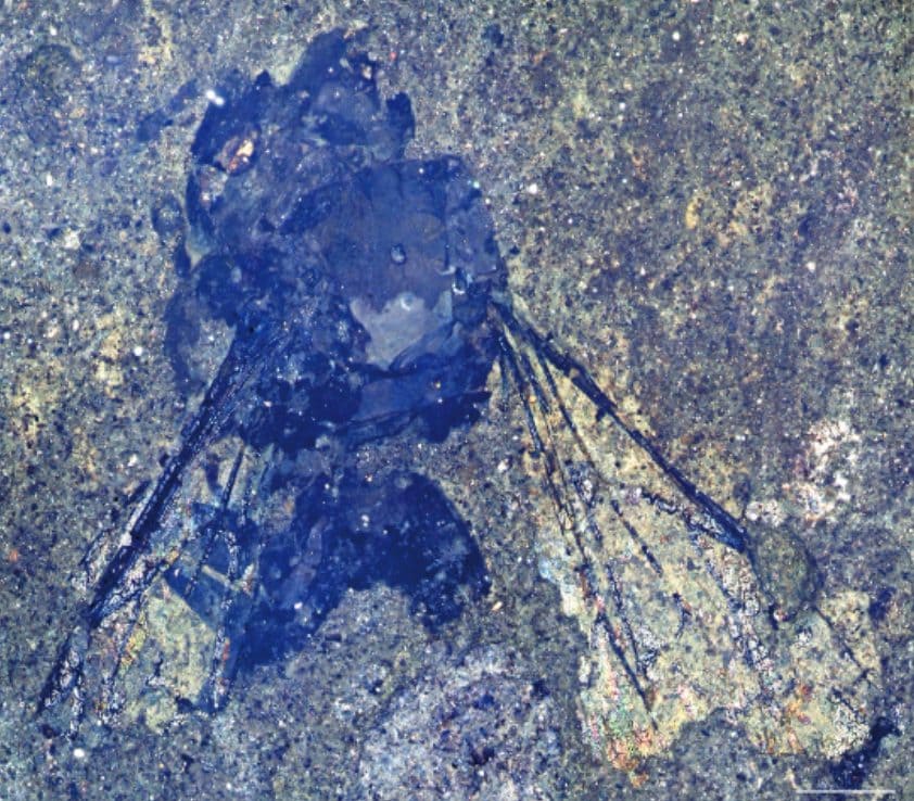 Incroyable découverte d'une abeille fossile de 14,6 millions d'années en Nouvelle-Zélande : les images fascinantes 3 Credit: Zoosystema