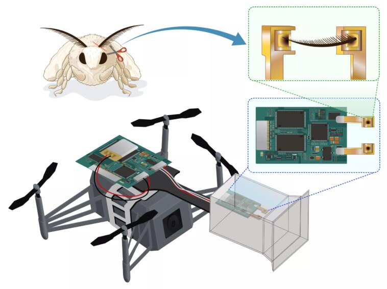 Des scientifiques équipent des drones d'antennes d'insectes pour une navigation olfactive révolutionnaire 1 Des Scientifiques équipent Des Drones D'antennes D'insectes Pour Une Navigation