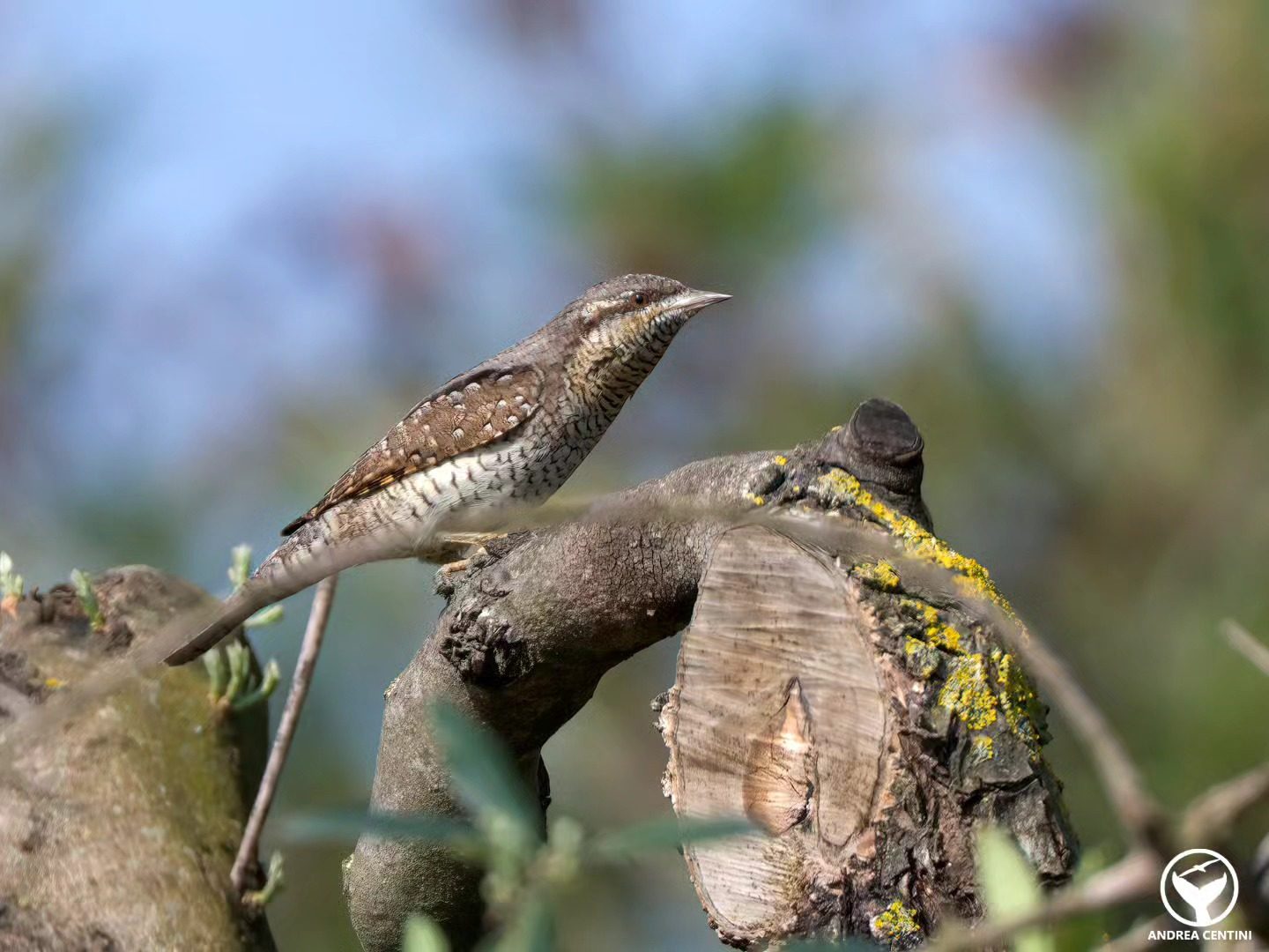 Les premiers torcolts arrivent d'Afrique : découvrez ces magnifiques oiseaux au look serpent ! 3 Torcicollo. Credit: Andrea Centini