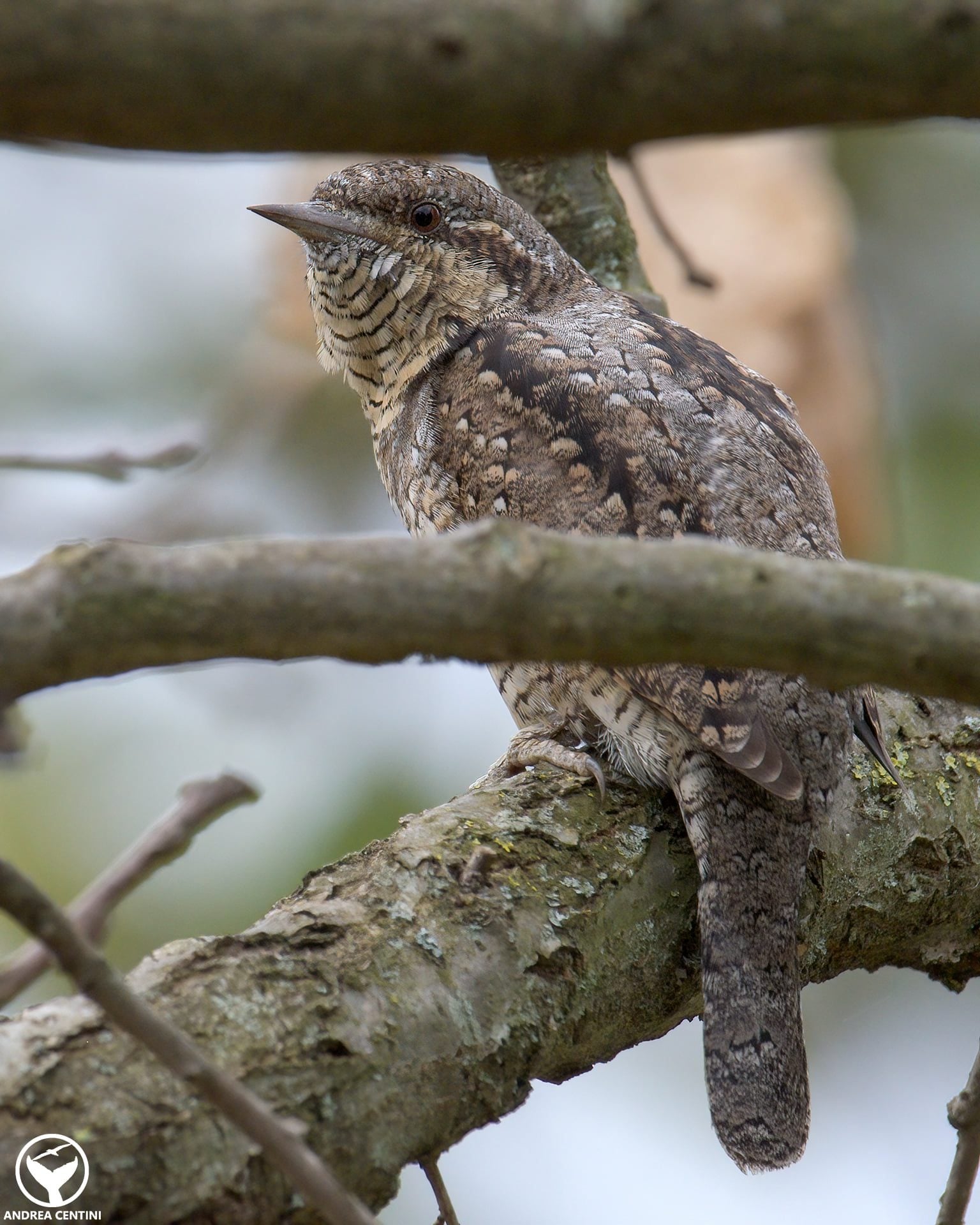 Les premiers torcolts arrivent d'Afrique : découvrez ces magnifiques oiseaux au look serpent ! 4 Torcicollo. Credit: Andrea Centini