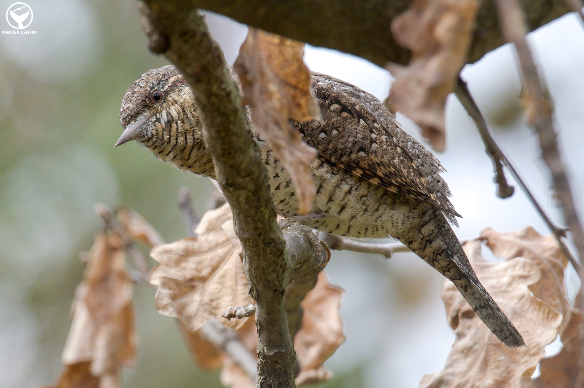 Les premiers torcolts arrivent d'Afrique : découvrez ces magnifiques oiseaux au look serpent ! 5 Torcicollo. Credit: Andrea Centini