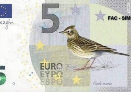 À quoi ressembleront les nouveaux euros : découvrez les illustrations qui orneront chaque billet 18 LIPU-BirdLIFE | Un croquis de la banque de 5 euros avec un alouette (non sélectionnée) inspirée par le thème "Rivières et oiseaux"