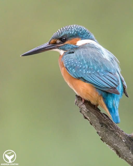 À quoi ressembleront les nouveaux euros : découvrez les illustrations qui orneront chaque billet 3 ANDREA CENTINI | Photo d'un spécimen de Martin Pêcheur