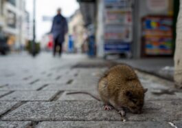 Alerte aux rats en ville : une nouvelle explication de leur prolifération en milieu urbain 1 L'augmentation du nombre de rongeurs dans les villes pose des problèmes non seulement pour les infrastructures et le secteur touristique, mais met également en danger la santé publique, car ces animaux peuvent transmettre des maladies, telles que la leptospirose, le typhus murin et des syndromes pulmonaires liés à l'hantavirus / Photo Credit iStock