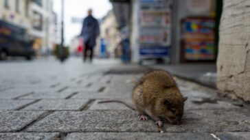 Alerte aux rats en ville : une nouvelle explication de leur prolifération en milieu urbain 3 L'augmentation du nombre de rongeurs dans les villes pose des problèmes non seulement pour les infrastructures et le secteur touristique, mais met également en danger la santé publique, car ces animaux peuvent transmettre des maladies, telles que la leptospirose, le typhus murin et des syndromes pulmonaires liés à l'hantavirus / Photo Credit iStock