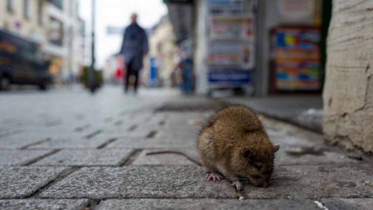 Alerte aux rats en ville : une nouvelle explication de leur prolifération en milieu urbain 1 L'augmentation du nombre de rongeurs dans les villes pose des problèmes non seulement pour les infrastructures et le secteur touristique, mais met également en danger la santé publique, car ces animaux peuvent transmettre des maladies, telles que la leptospirose, le typhus murin et des syndromes pulmonaires liés à l'hantavirus / Photo Credit iStock