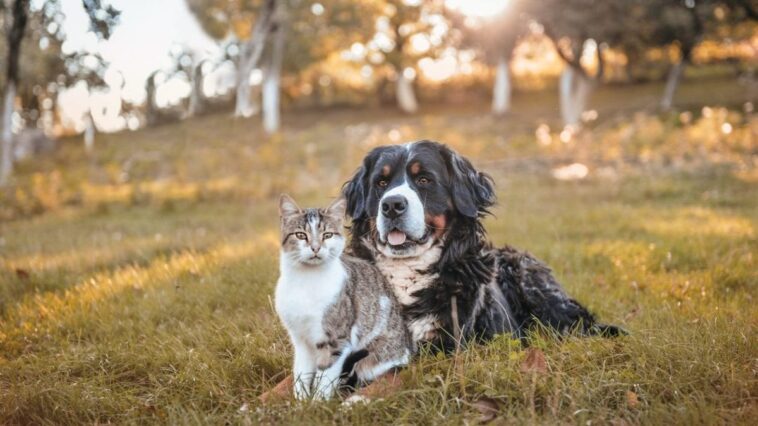 Chiens et chats causent une hécatombe d'oiseaux de manière inattendue : une découverte surprenante dans les nids 1 Image