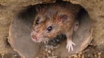 De nombreuses villes risquent d'être rapidement envahies par les rats : pourquoi leur population a-t-elle explosé ces dix dernières années 13 Image