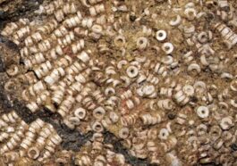 Détail du trésor découvert dans la Tholos de Montelirio (Espagne), une collection de plus de 270 000 perles réalisées principalement avec des coquillages marins / Crédit Science Advances 2025