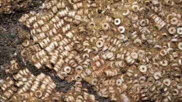 Découverte du plus grand trésor de perles au monde : il a fallu 700 heures pour les compter 21 Détail du trésor découvert dans la Tholos de Montelirio (Espagne), une collection de plus de 270 000 perles réalisées principalement avec des coquillages marins / Crédit Science Advances 2025