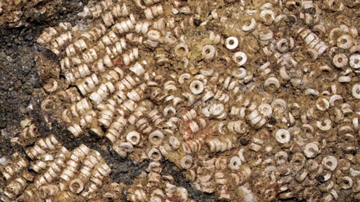 Découverte du plus grand trésor de perles au monde : il a fallu 700 heures pour les compter 2 Détail du trésor découvert dans la Tholos de Montelirio (Espagne), une collection de plus de 270 000 perles réalisées principalement avec des coquillages marins / Crédit Science Advances 2025