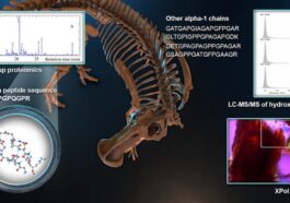 Détection de collagène dans le fossile d'edmontosaure. Crédit : Analytical Chemistry