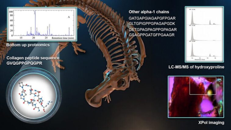 Découverte révolutionnaire dans un fossile de dinosaure : des protéines révélées et confirmées pour la première fois 1 Détection de collagène dans le fossile d'edmontosaure. Crédit : Analytical Chemistry