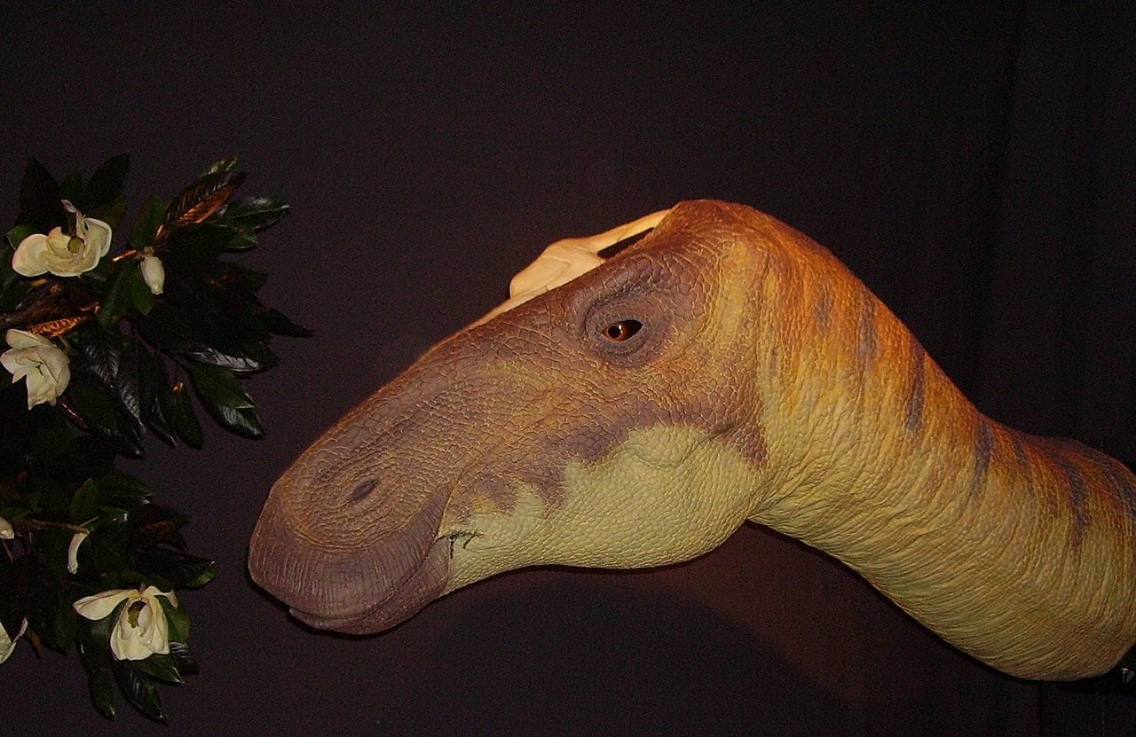 Découverte révolutionnaire dans un fossile de dinosaure : des protéines révélées et confirmées pour la première fois 3 Reconstitution de la tête d'un edmontosaure. Crédit : wikipedia